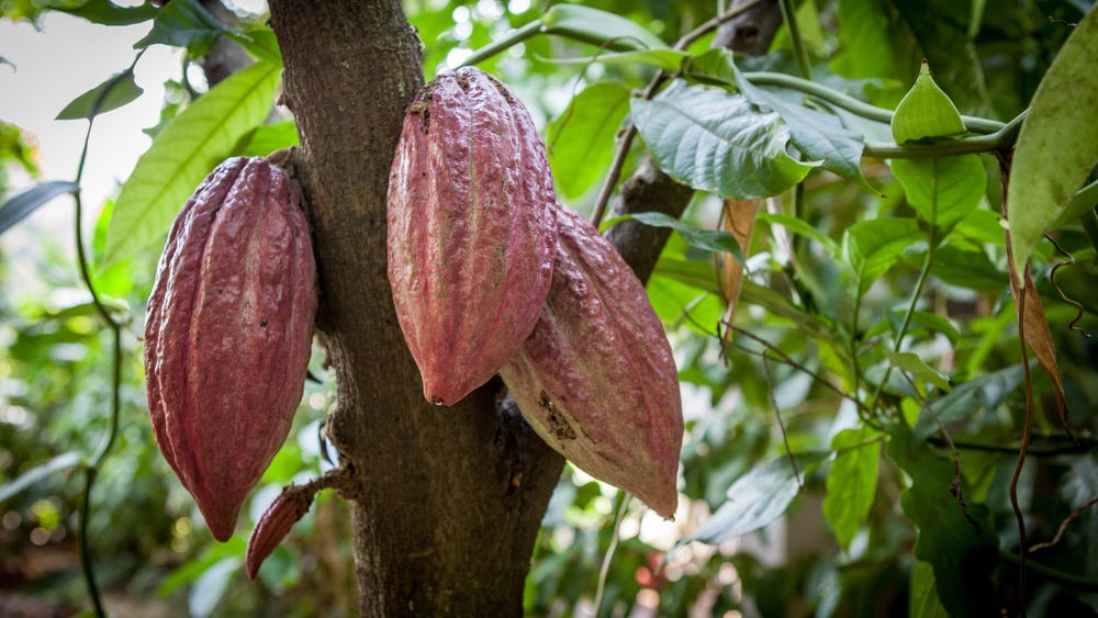 Image result for cacao tree