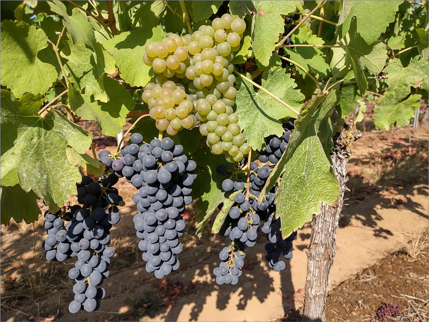 Amalie Robert Estate grown Syrah and Viognier ready for co-fermentation.