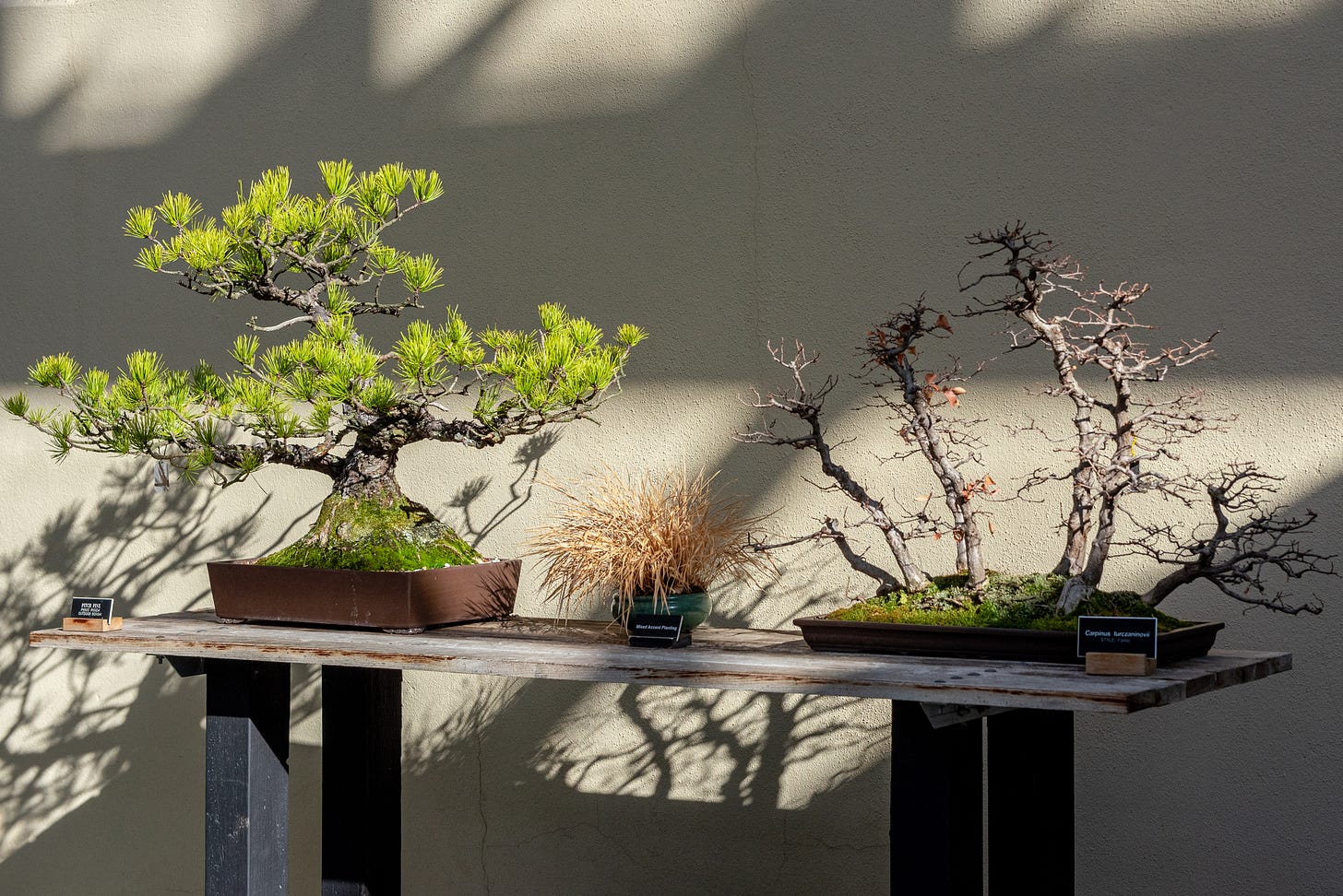 ID: A pitch pine and hornbeam forest bonsai in the bonsai museum.