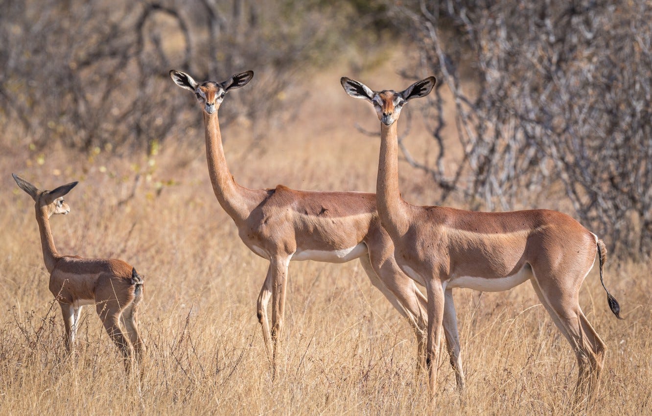 Wallpaper giraffidae Gazelle, gerenuk, antelope, African images ...