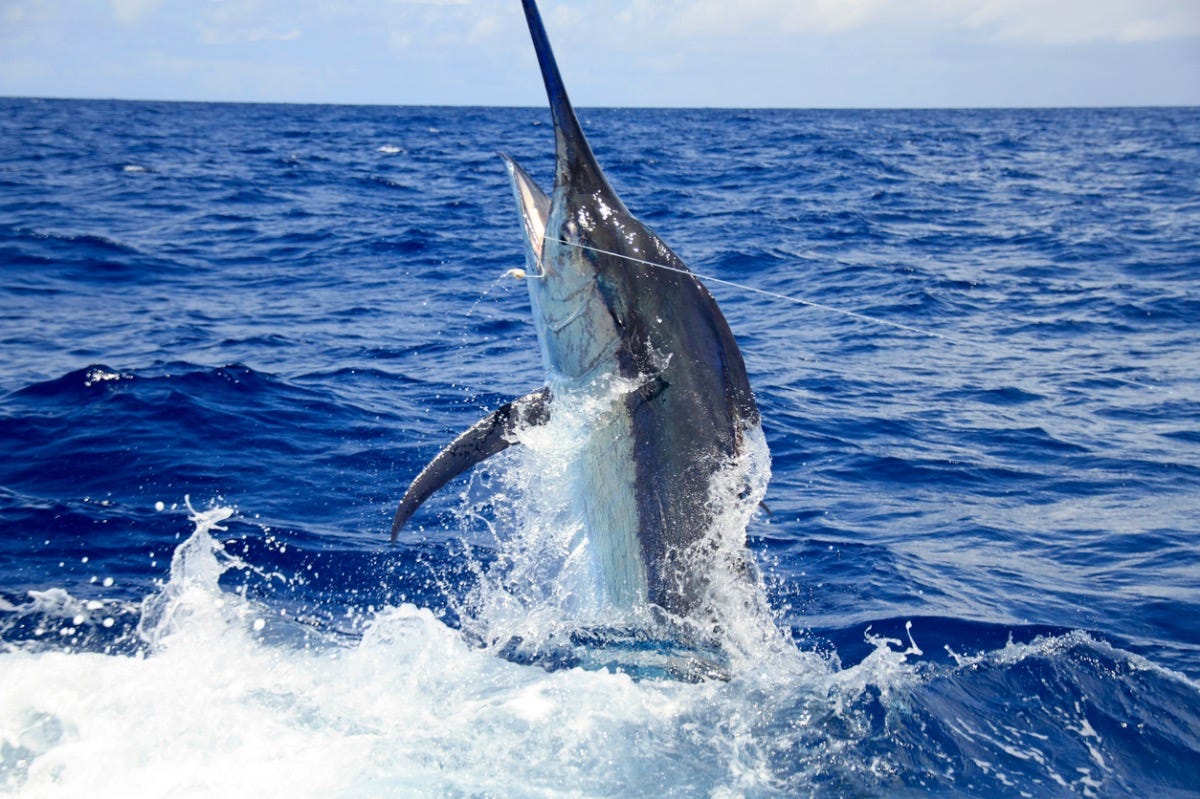 1,040-Pound Grander Blue Marlin And 1,058lb Black Caught On Same Day