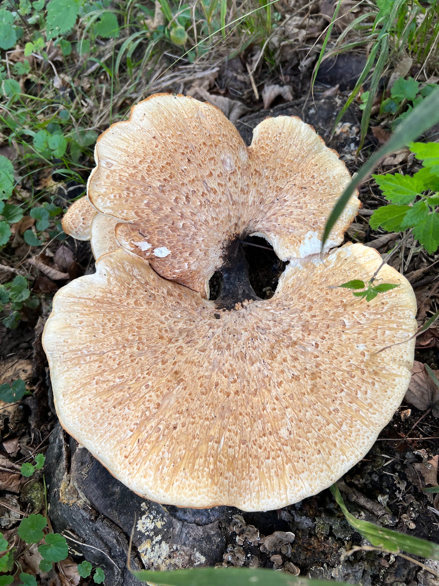 a fungus