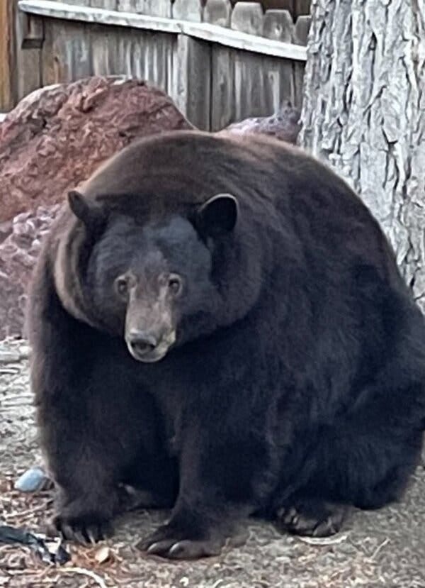 South Lake Tahoe, Calif., residents have called the police more than 100 times since July about a black bear known as Hank the Tank who has been rummaging through homes looking for food.