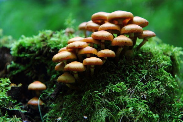 um agrupado de cogumelos marrons, uns vinte, aparentemente pequenos, do tamanho da ponta do dedinho, que crescem em um tronco com musgo verde.