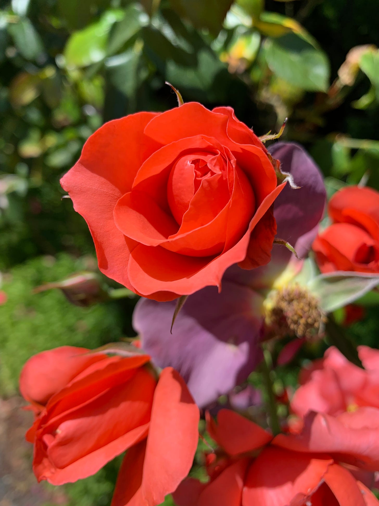 A red rose blooms against a green background.