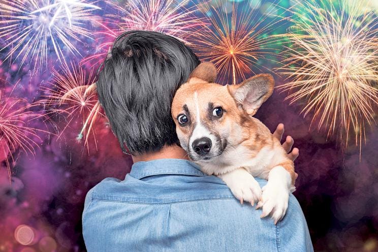 dog with fireworks