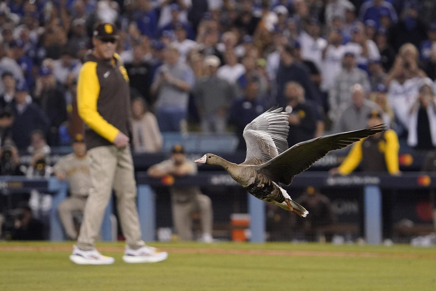 Goose on loose causes delay at Padres-Dodgers playoff game | AP News