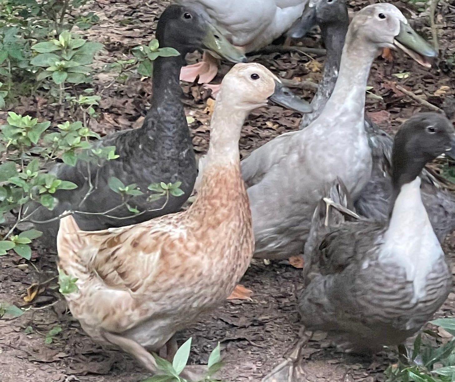 A cluster of several ducks of various colors