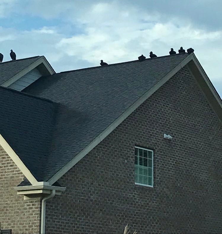 buzzards on house
