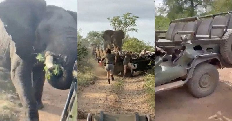 Still frames from an elephant attack on a safari vehicle