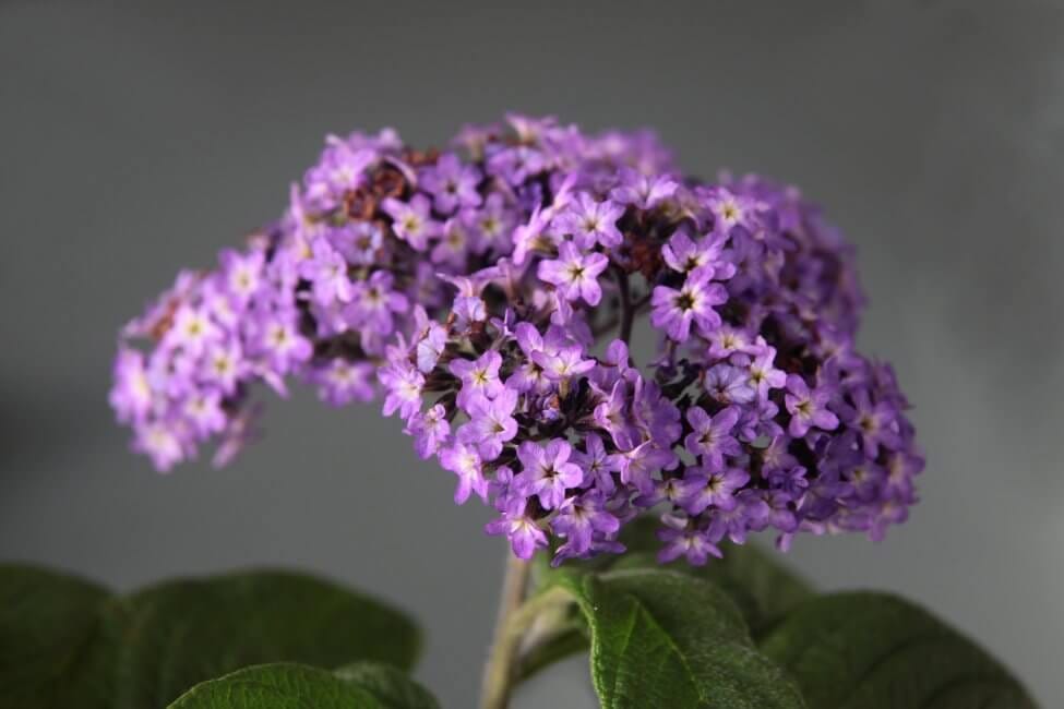 Popular Heliotrope Flower Types, Species, and Cultivars