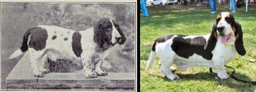 Basset Hound Basset Hound