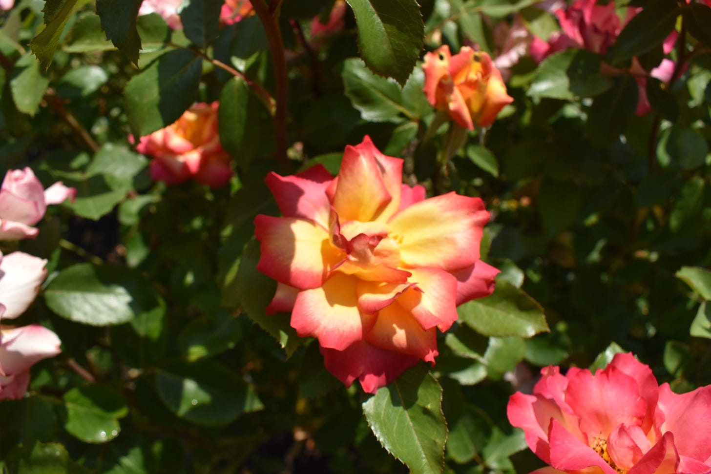 A peachy-yellow-red rose, close-up