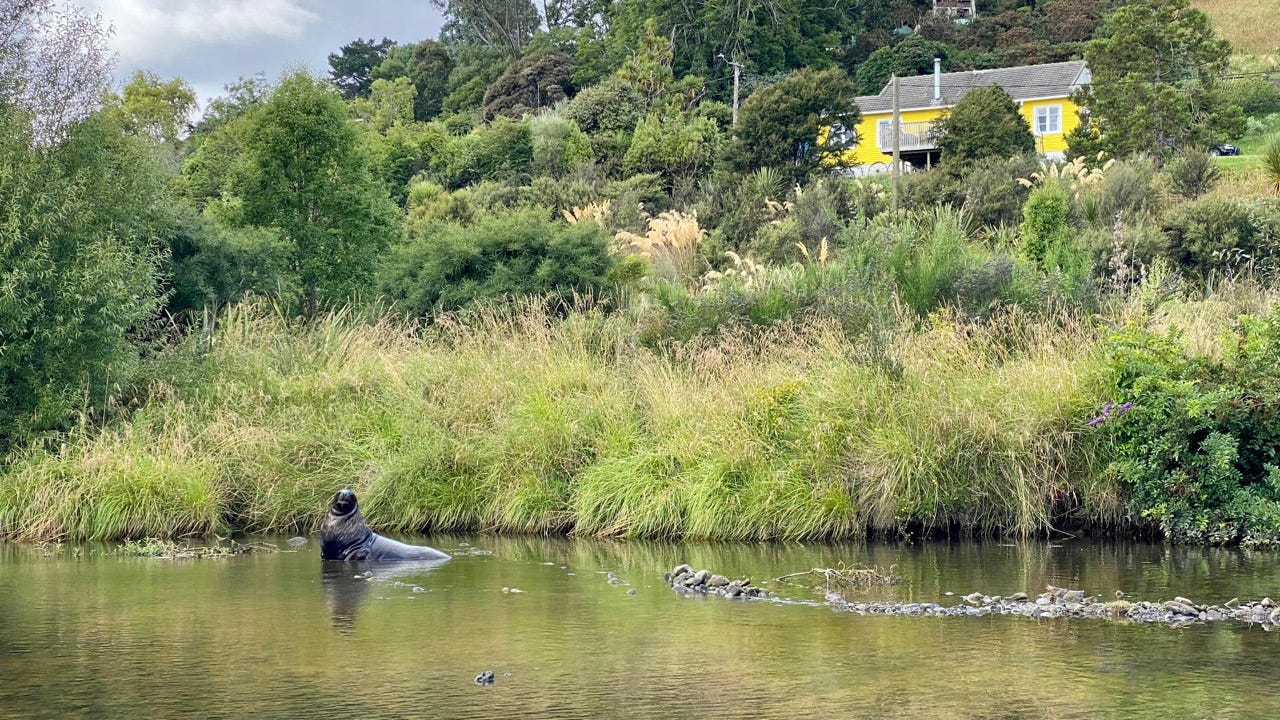 A very large sealion in the river in front of a yellow house