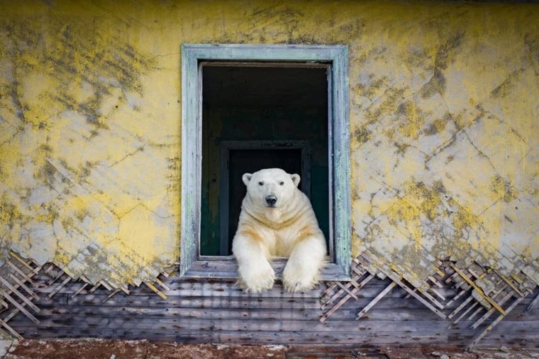 Foto colorida de uma casa abandonada com parede amarela desbotada. No meio de uma parede há uma janela sem vidro, de onde surge um urso polar adulto olhando para a câmera