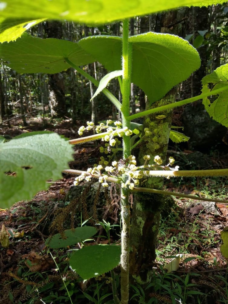 A plant with a straight narrow green stem covered in fine hairs and large flat leaves.