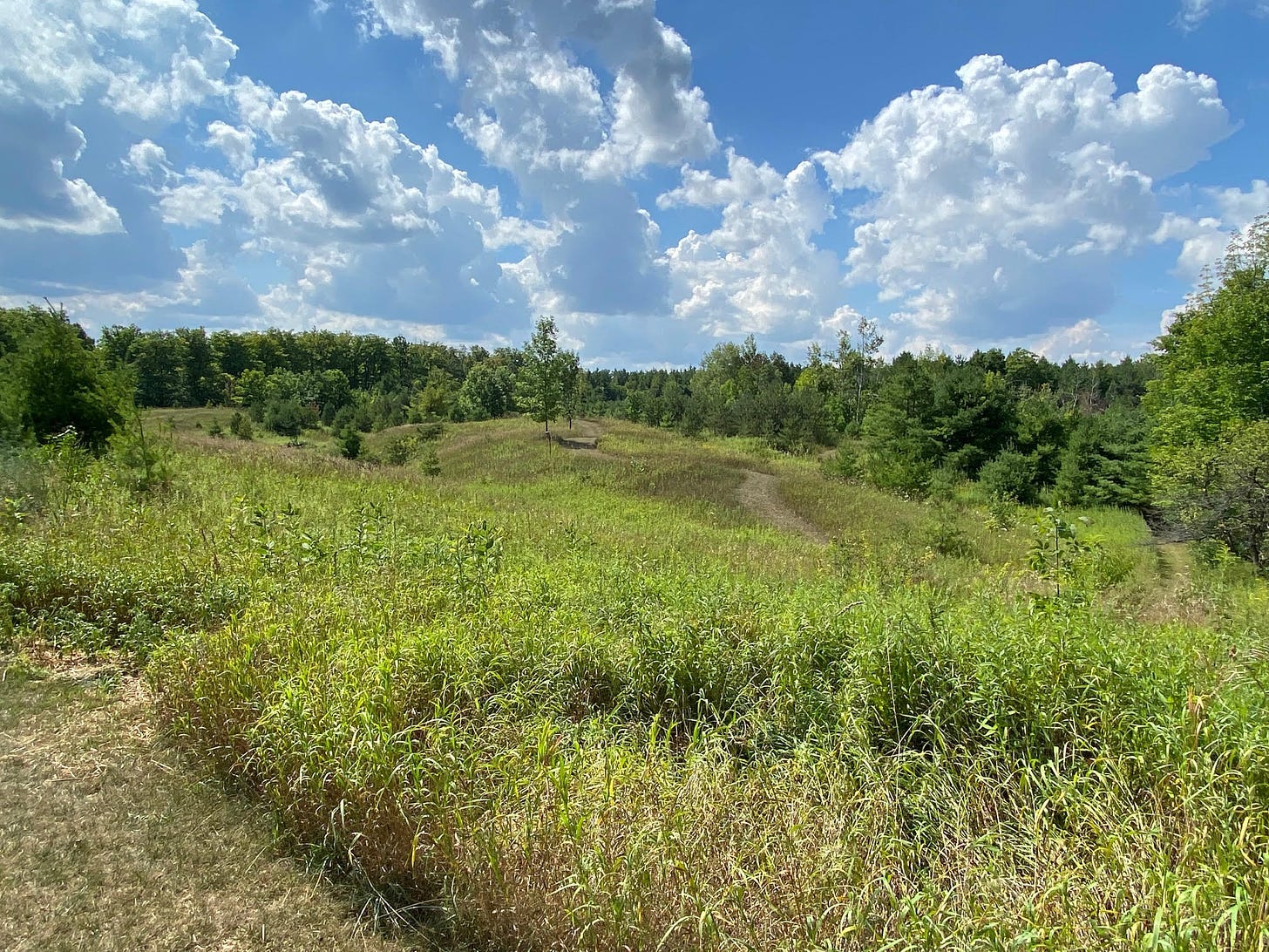 A path winds towards a forest through a field beneath a blue sky with clouds. 