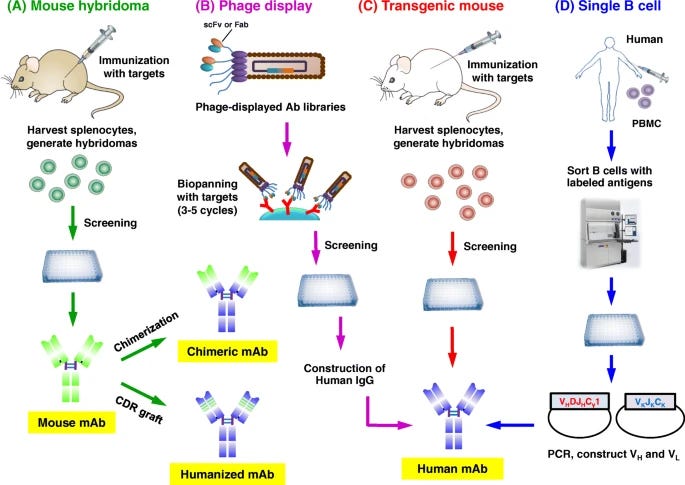 A Mouse 
hybndoma 
Immunization 
with 
(B) Phage display 
Ab libraries 
(C) Transgenic mouse 
Immunization 
With targets 
Harvest splenocytes, 
Wierate hybridornas 
0 00 
(D) Single B 
Human 
00 
Sort B cells With 
labeled antigens 
Harvest splenocytes, 
generate hybridomas 
0 00 
Screening 
COQ 
Mouse mAb 
Biopanning 
with targets 
(3-5 cycles) 
Chimeric mAb 
Humanized mAb 
Screening 
Construction of 
Human IgG 
PCB, construct VH and VL 
Human mAb 