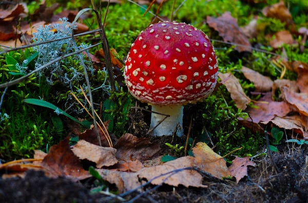 Foto de Tery14/Flickr. Descrição de Imagem: Um cogumelo com chapéu vermelho, arredondado e cheio de bolinhas brancas. Ele é pequeno e está em um gramado, repleto de folhas caídas e alguns galhos.