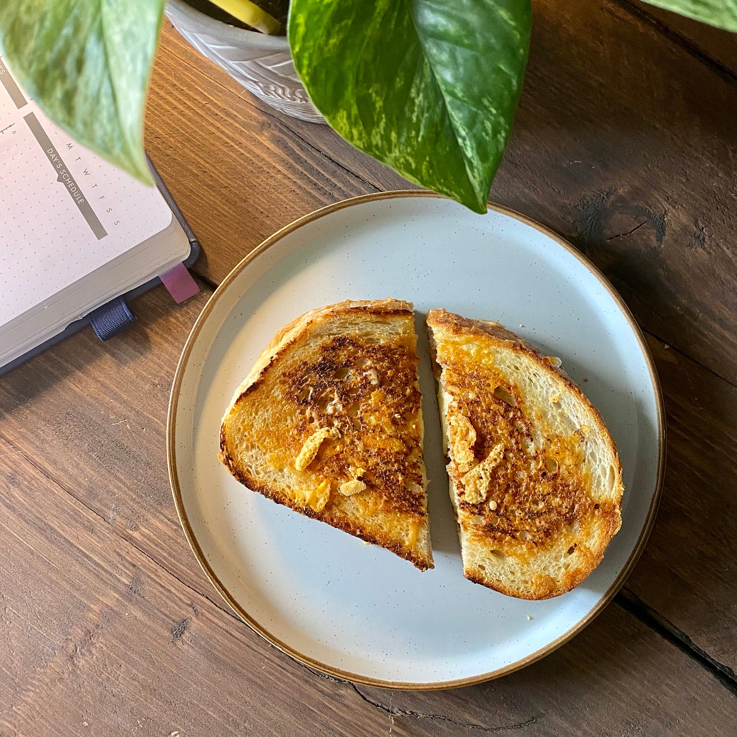 Toasted cheese sandwich on a plate on a wooden desk, a plant and planner in view top left