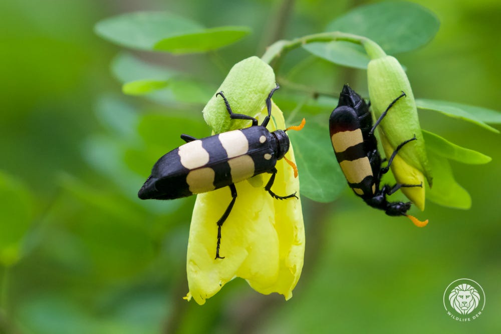 Wildlife Den – South African Wildlife Photography » Blister Beetle