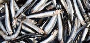 Image result for anchovy
