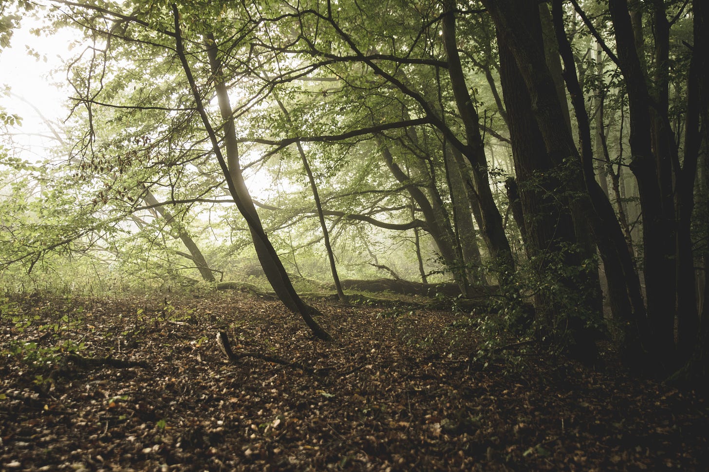 Image of a forest in the morning with some light fog