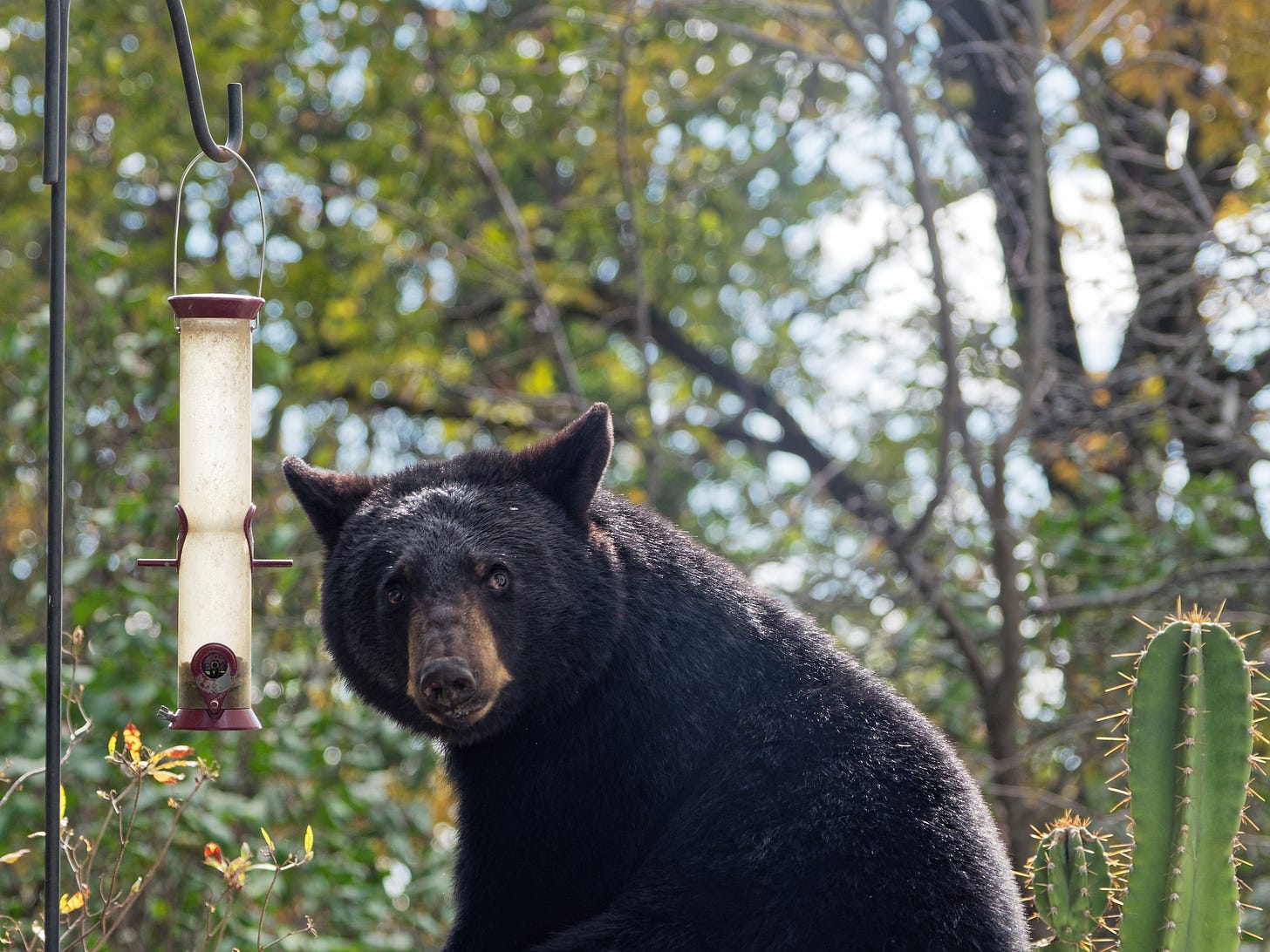 Bear at bird feeder