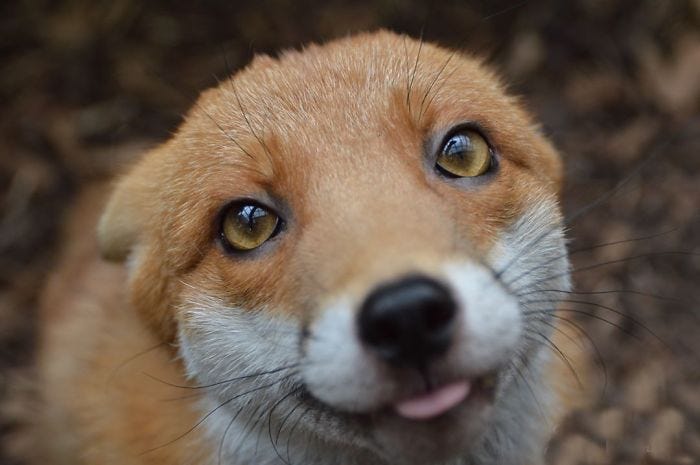 Pudding The Fox Knows How To Pose For A Photograph