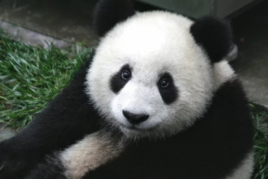 panda bear panda bear