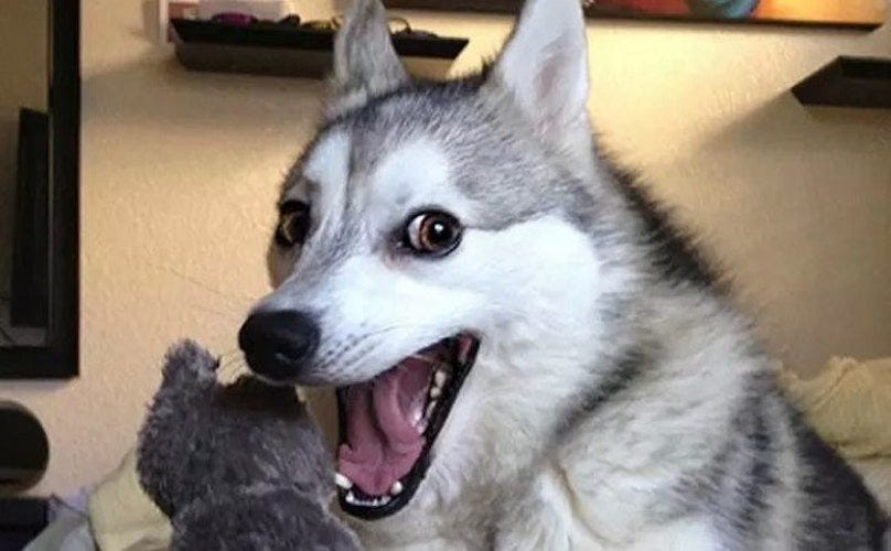 14 Dog Puns That Are So Corny, They&#39;ll Give You A Serious Case Of The  Giggles - BarkPost