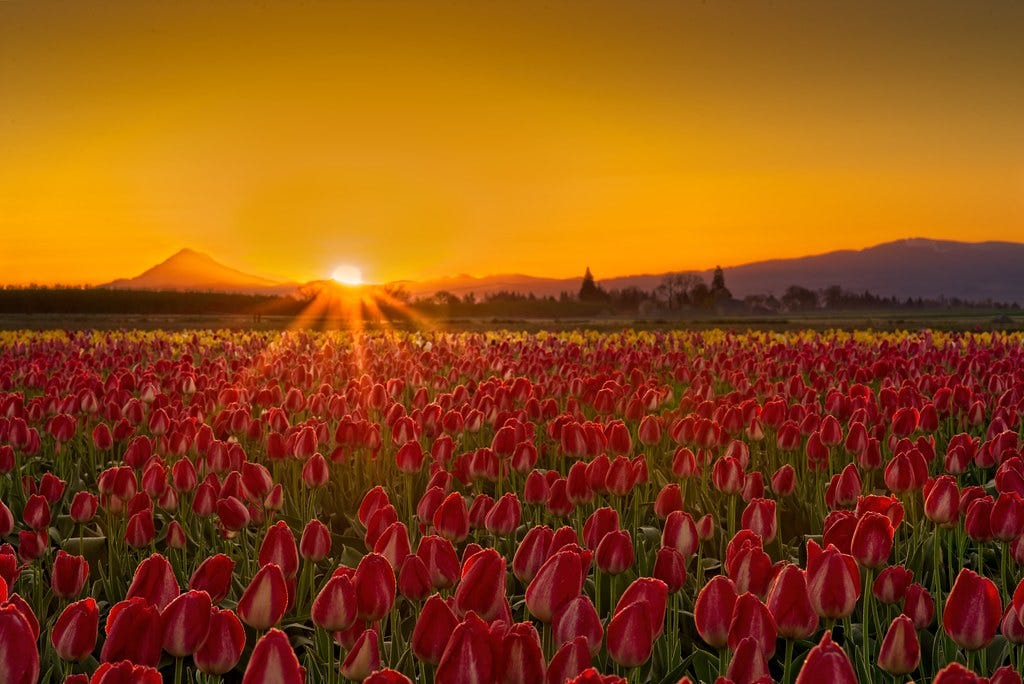 Tulip Field Sunrise 7243 D