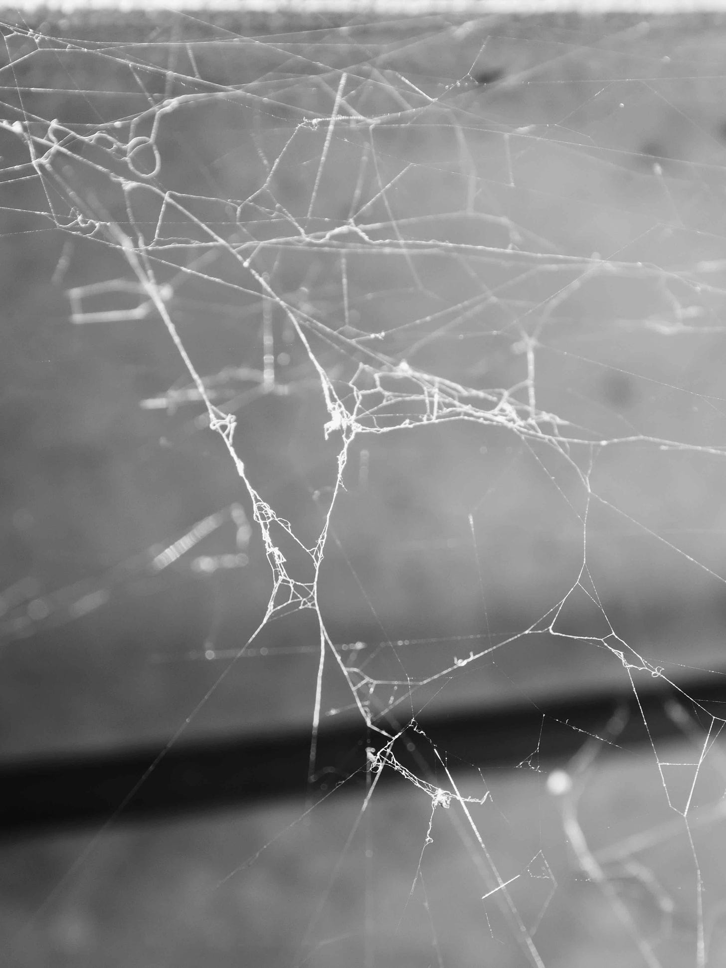 Black and white close up photo of a cobweb.
