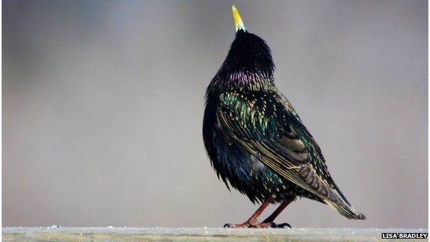 European starling