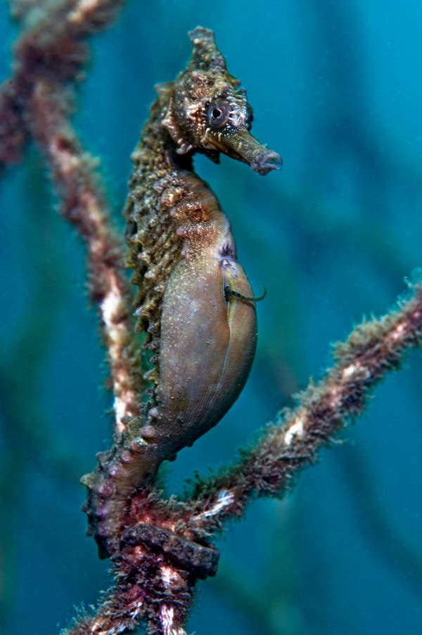 A White&rsquo;s seahorse becoming a father.