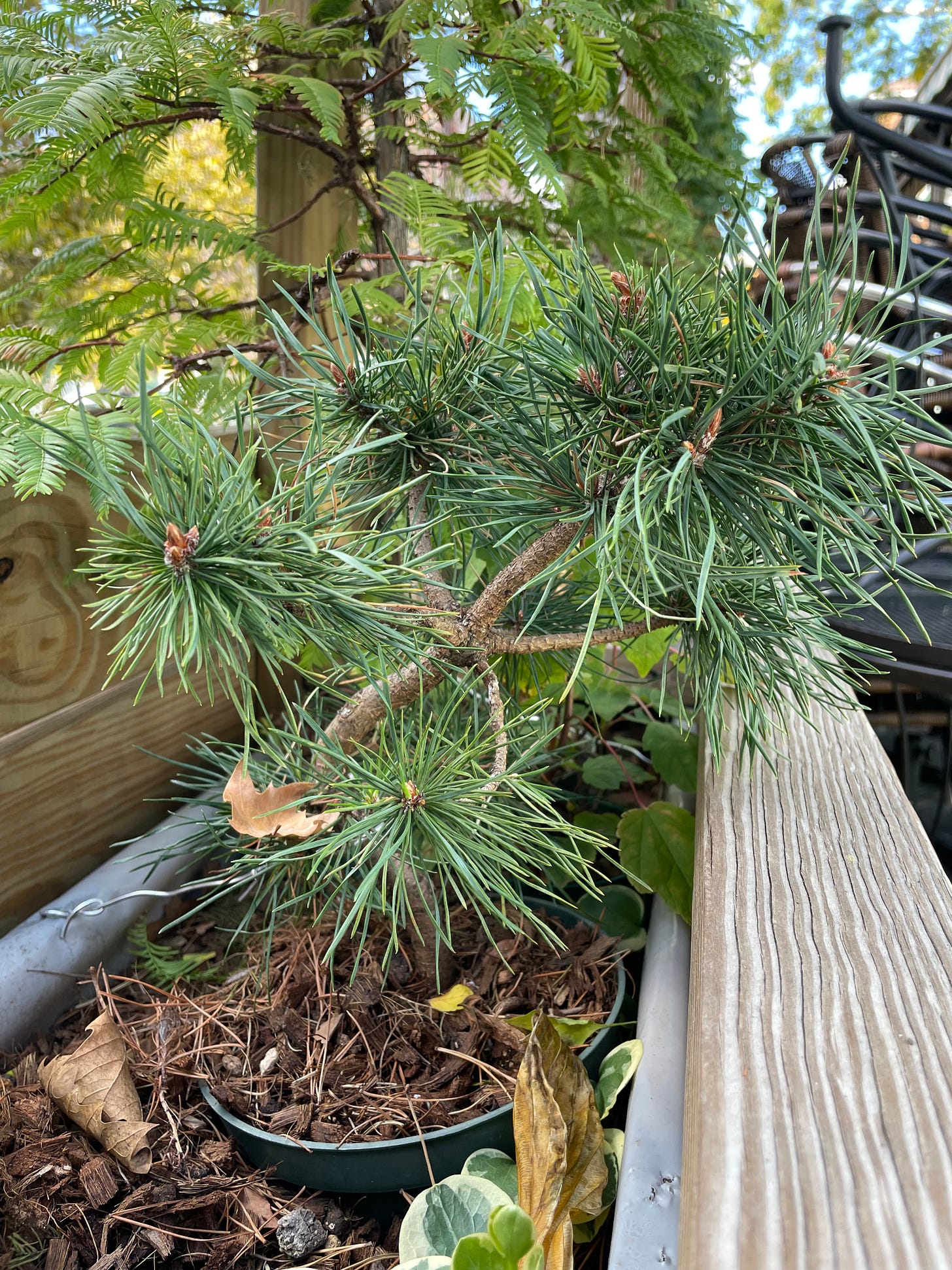 ID: Photo of the whole pine pre bonsai, taken from the side, showing a curvy trunk and many branches emerging from the same few points.