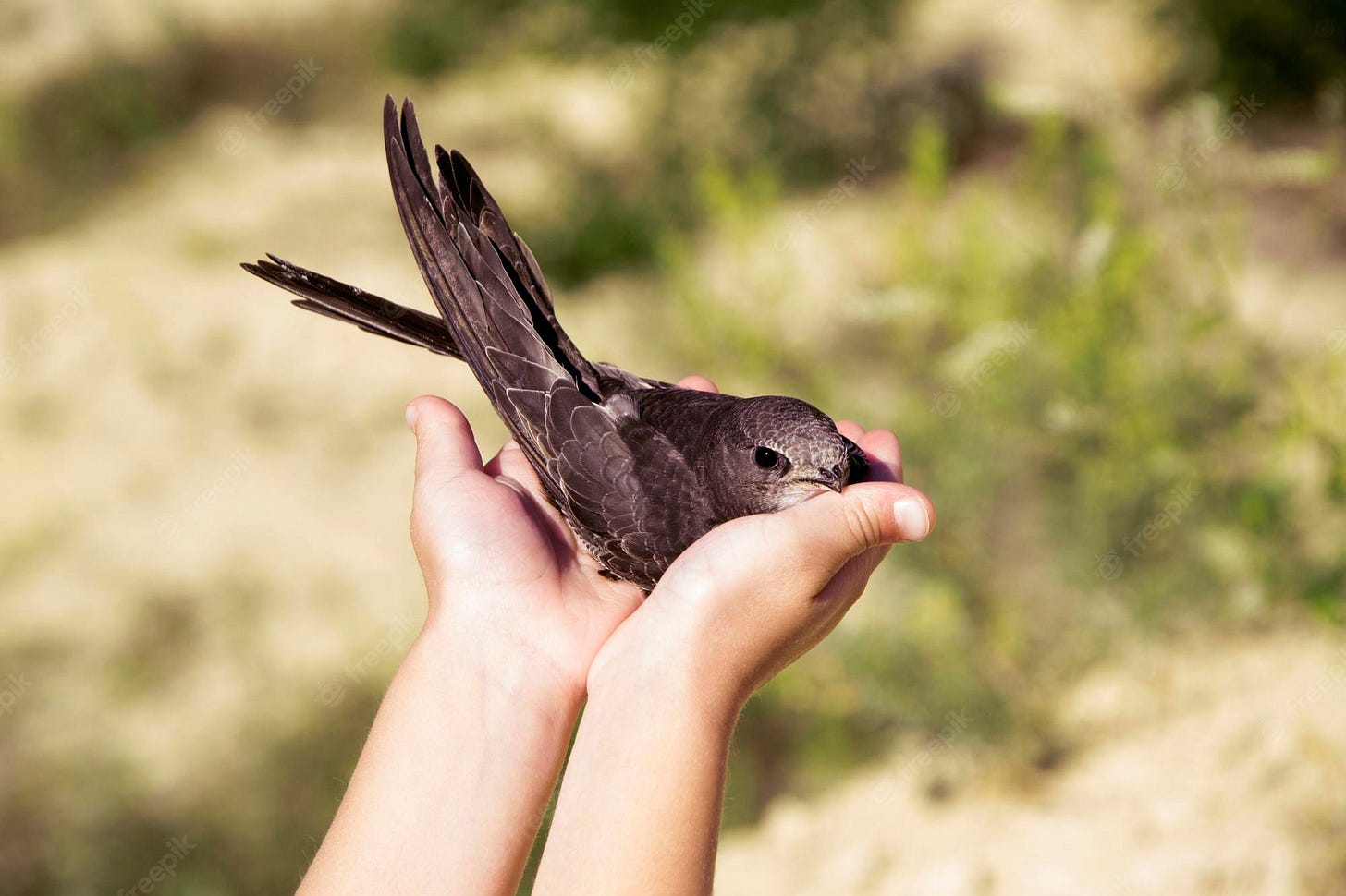 Premium Photo | Little swift bird in a childrens hands