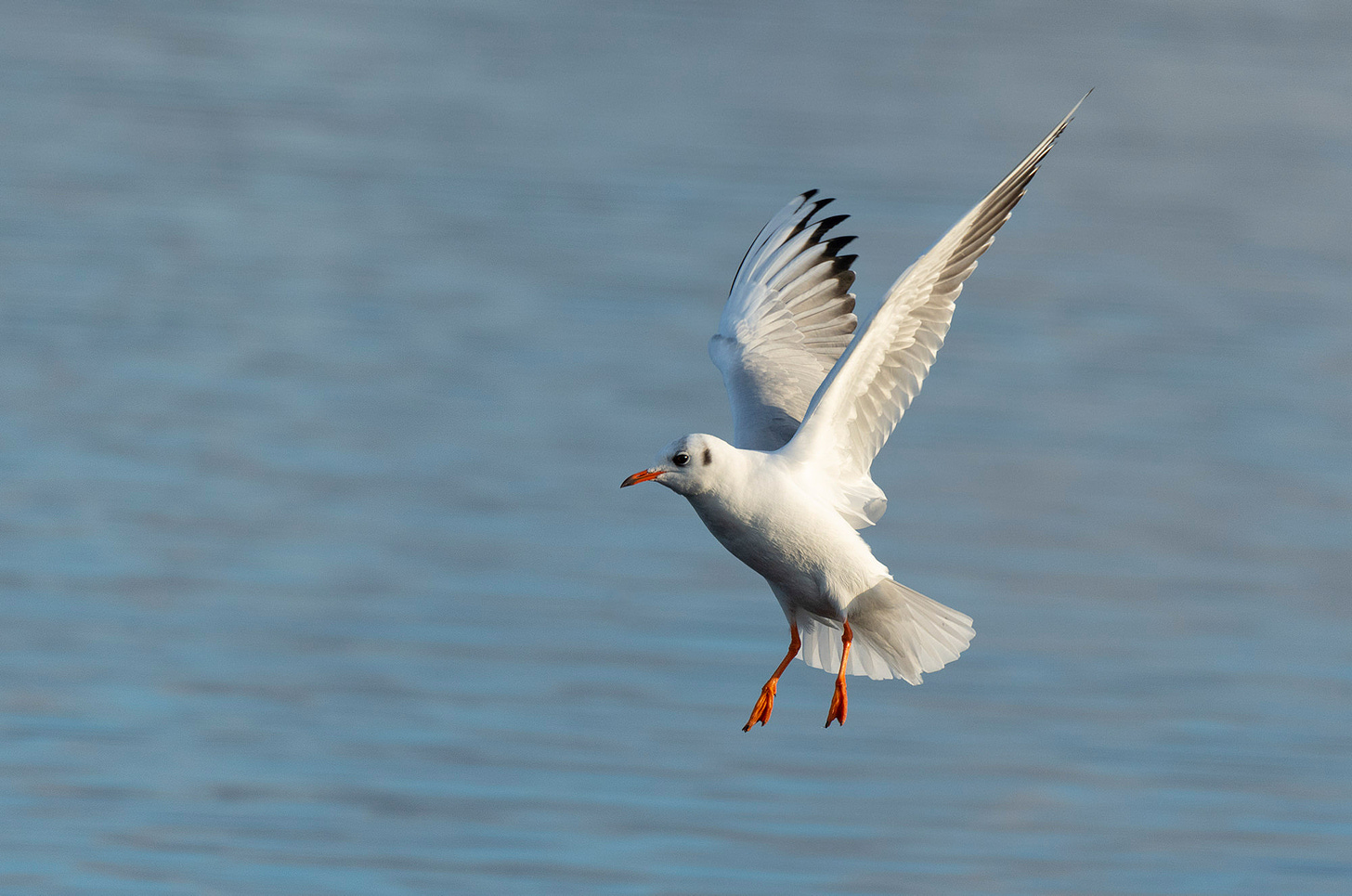 Photo of a black-headed gull coming in to land on a loch