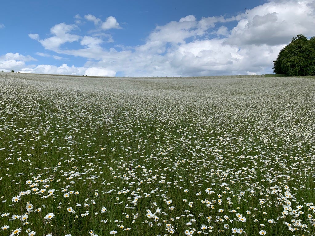 Photo by Author — daisies in a field