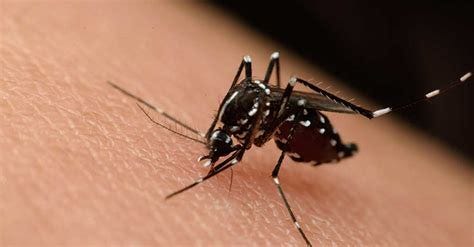 Image result for dengue fever 