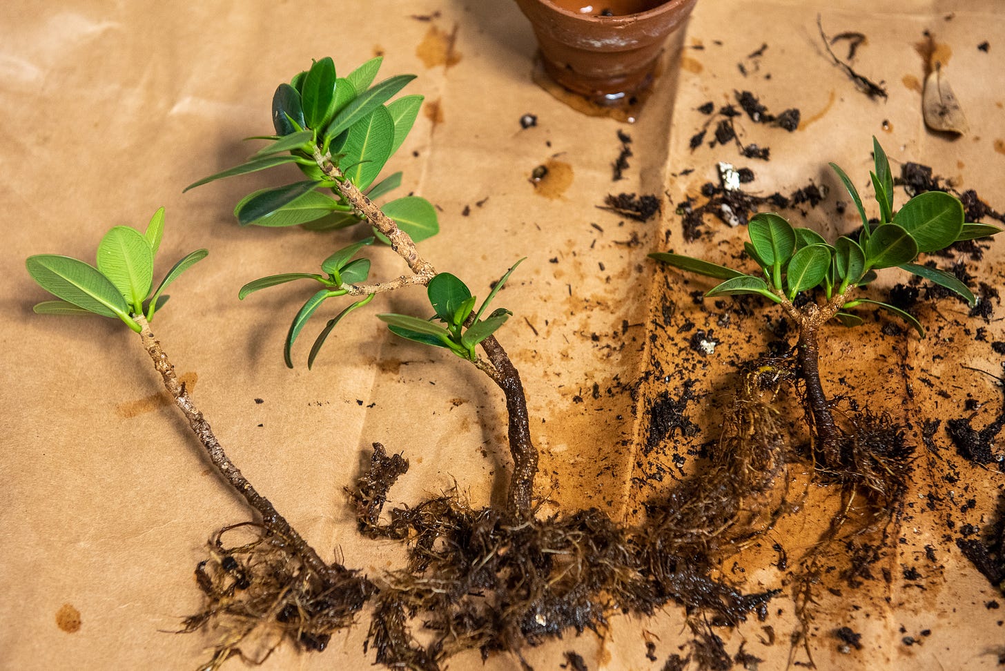 ID: The three cuttings, now bare rooted and rinsed to reveal their root systems.