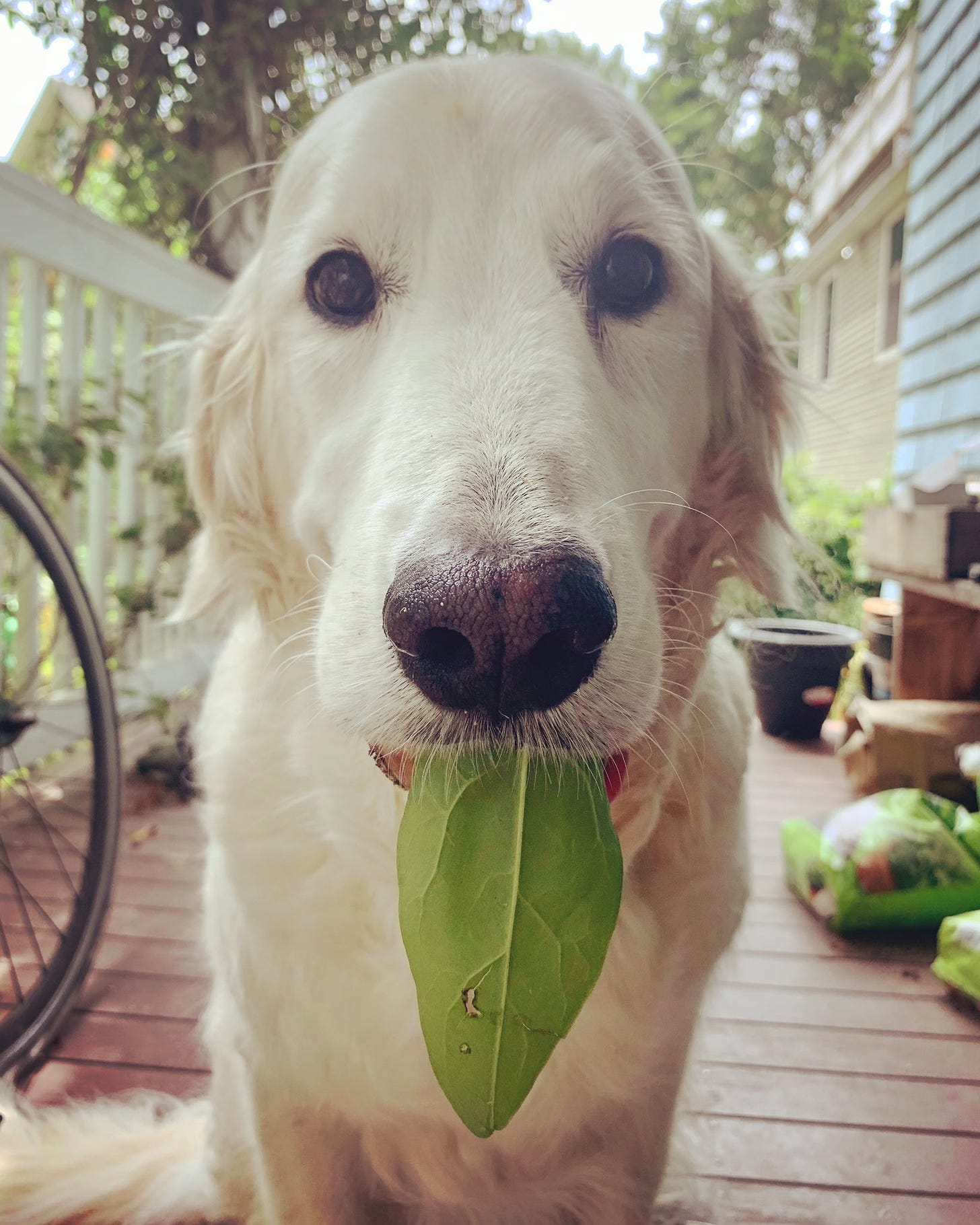 a dog with a leaf sticking out of her mouth that looks like a green tongue
