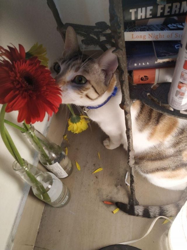 A cat sniffing a few red gerberas as the petals from a yellow one are on the floor.