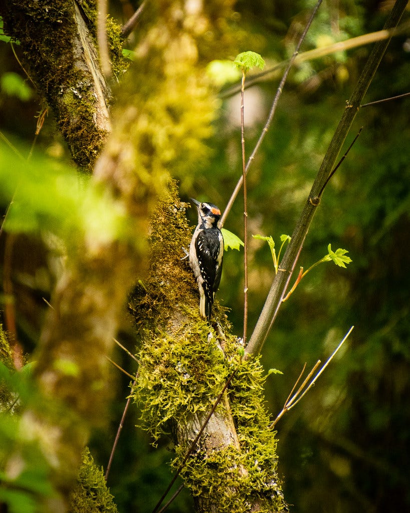 Downy (or Hairy) woodpecker