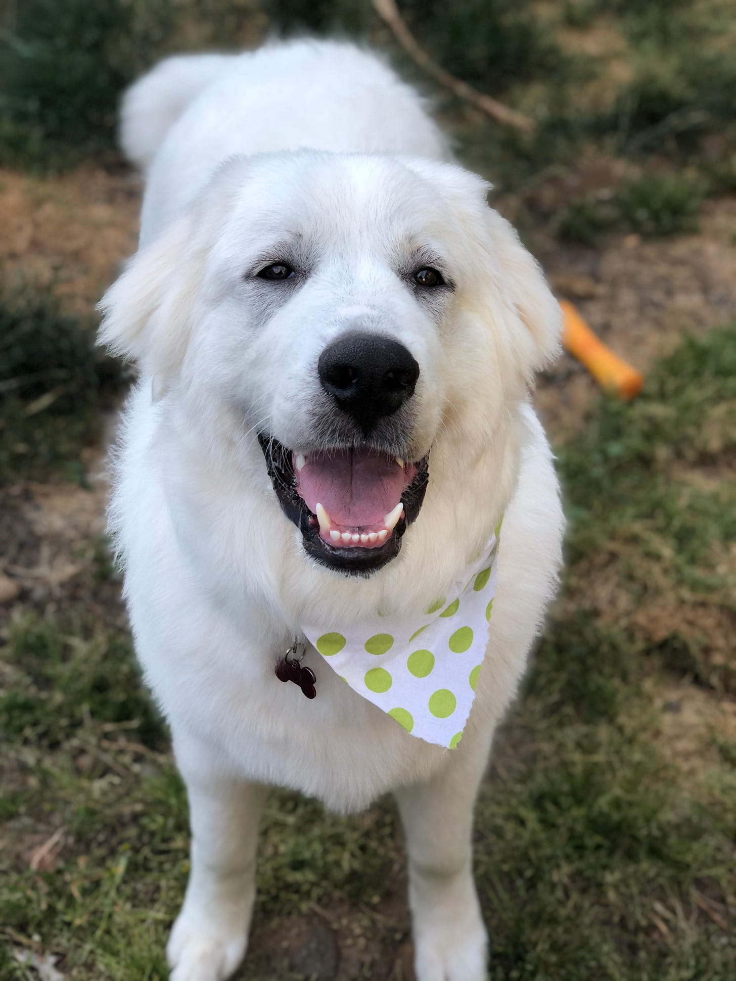 a large fluffy white Great Pyrenees puppy smiles at the camera 