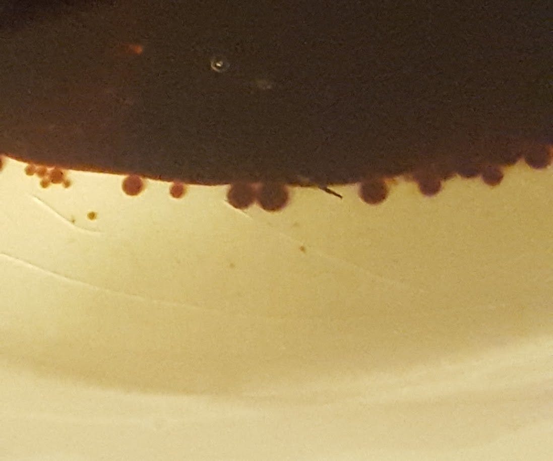 Close up of bowl containing oil and molasses. At the edge of the molasses there are little droplets of molasses.