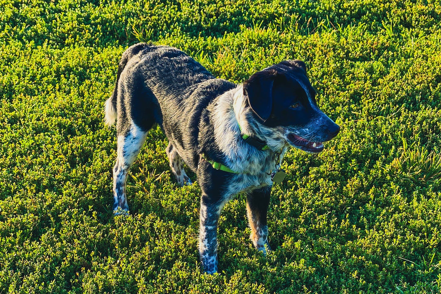 A black Aussie shepherd mix puppy stands in the middle of a green field.