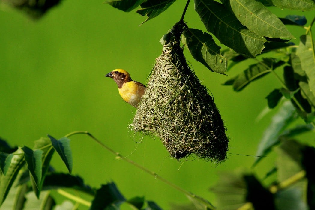 Baya Weaver bird on her nest