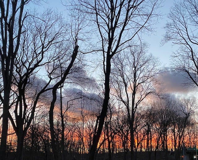 Image shows bare trees in Forest Park, Queens, at dusk.