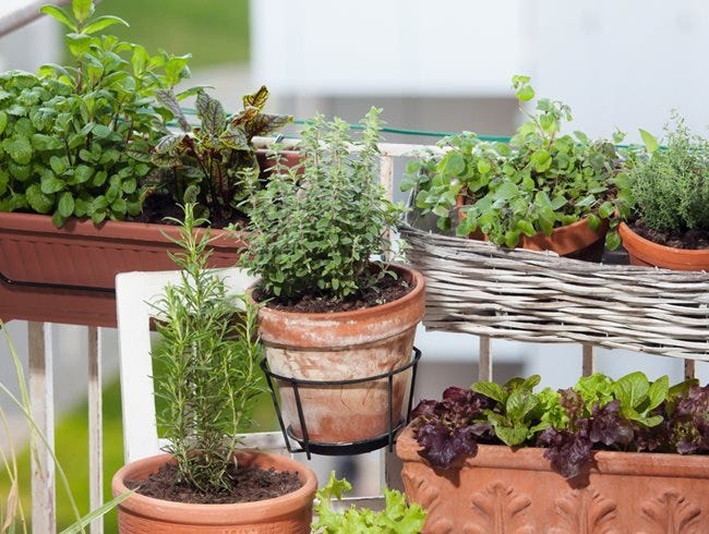 Herbs Growing On Balcony
Shutterstock.com
New York, NY